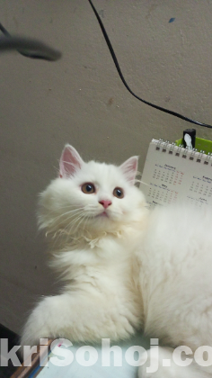 Persian cat emergency sell